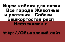 Ищем кобеля для вязки - Все города Животные и растения » Собаки   . Башкортостан респ.,Нефтекамск г.